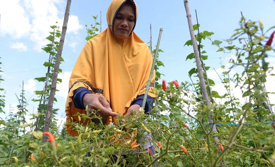 From ashes to riches: Profiting from peatland in Indonesia