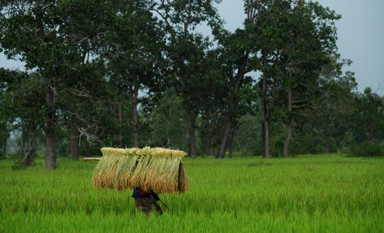 New global fund ‘welcome boost’ to safeguarding biodiversity